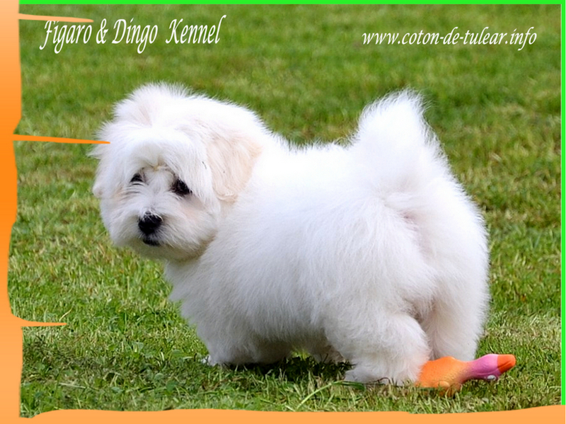 Coton de Tulear