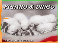 Coton de Tulear - MLADIČKI
