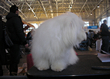 Pasja razstava COTON DE TULEAR