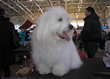 Pasja razstava COTON DE TULEAR