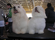 Pasja razstava COTON DE TULEAR