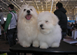 Pasja razstava COTON DE TULEAR