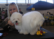 Pasja razstava COTON DE TULEAR