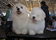 Pasja razstava COTON DE TULEAR