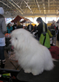Pasja razstava COTON DE TULEAR