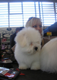 Pasja razstava COTON DE TULEAR