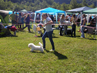Coton de Tulear Pasja razstava COTON DE TULEAR