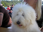 Coton de Tulear Pasja razstava COTON DE TULEAR
