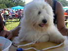 Coton de Tulear Pasja razstava COTON DE TULEAR
