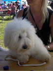 Coton de Tulear Pasja razstava COTON DE TULEAR