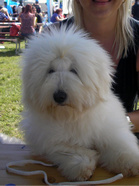 Coton de Tulear Pasja razstava COTON DE TULEAR