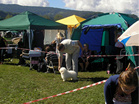 Coton de Tulear Pasja razstava COTON DE TULEAR