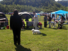 Coton de Tulear Pasja razstava COTON DE TULEAR
