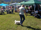 Coton de Tulear Pasja razstava COTON DE TULEAR