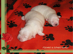 COTON DE TULEAR