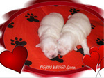 COTON DE TULEAR
