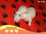 COTON DE TULEAR