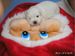 COTON DE TULEAR