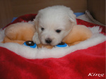 COTON DE TULEAR