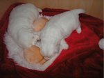 COTON DE TULEAR