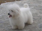 COTON DE TULEAR