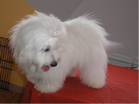 COTON DE TULEAR