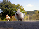 COTON DE TULEAR