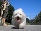 COTON DE TULEAR