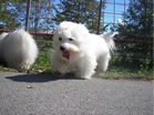COTON DE TULEAR