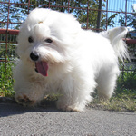 COTON DE TULEAR