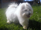 COTON DE TULEAR