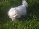 COTON DE TULEAR