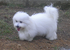 COTON DE TULEAR