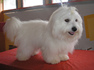 COTON DE TULEAR