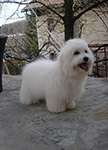 COTON DE TULEAR