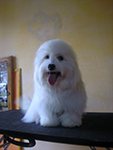 COTON DE TULEAR