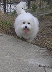 COTON DE TULEAR