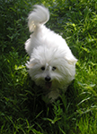 COTON DE TULEAR