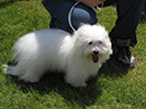 COTON DE TULEAR
