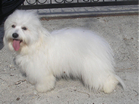 COTON DE TULEAR