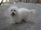 COTON DE TULEAR