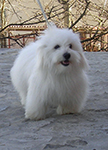 COTON DE TULEAR