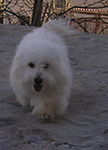 COTON DE TULEAR