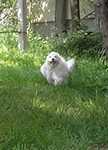 COTON DE TULEAR
