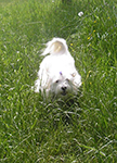 COTON DE TULEAR