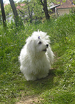 COTON DE TULEAR