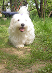 COTON DE TULEAR
