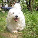 COTON DE TULEAR