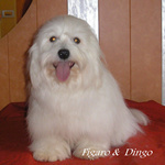 COTON DE TULEAR