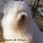 COTON DE TULEAR